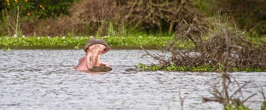 Nairobi: Nakuru National Park and Lake Naivasha Day Tour - Lake Naivasha boat ride: hippos, birds, and eagle feeding