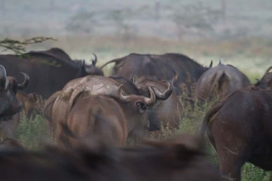 Nairobi: Nakuru National Park and Lake Naivasha Day Tour - Private tour value and the real cost of a day like this