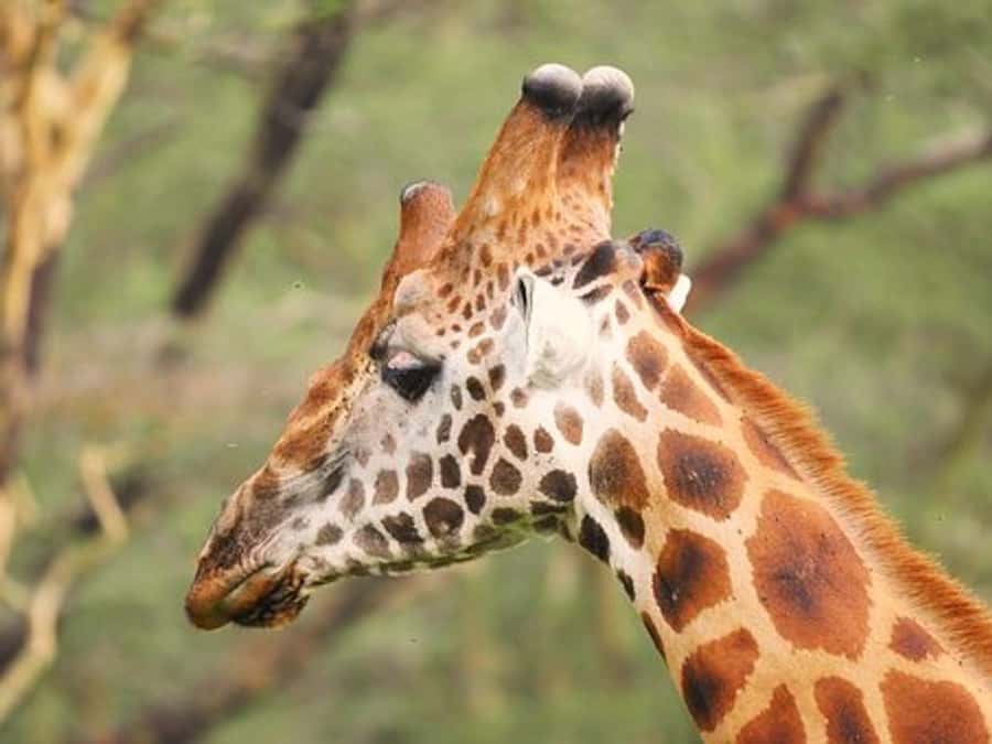 Nairobi: Nakuru National Park and Lake Naivasha Day Tour - What the guide and vehicle setup means for your experience