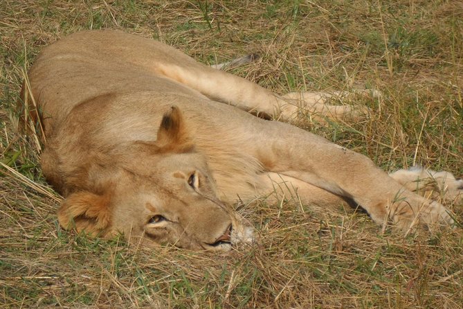 Nairobi National Park 1.p.m Game Drive - Wildlife Spotting Focus, and What You Should Expect to See