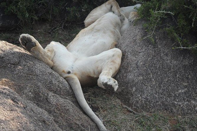 Nairobi National Park 1.p.m Game Drive - Timing From 1 p.m. to Around 6 p.m.: A Practical Half-Day Safari Rhythm