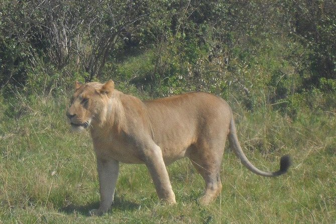 Nairobi National Park 1.p.m Game Drive - What You Get Included, and What Costs Extra