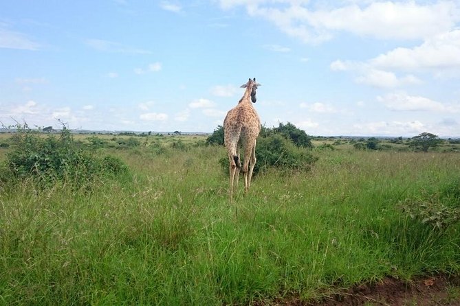 Nairobi National Park 1.p.m Game Drive - Group Size, Shared Format, and How That Affects Your Experience