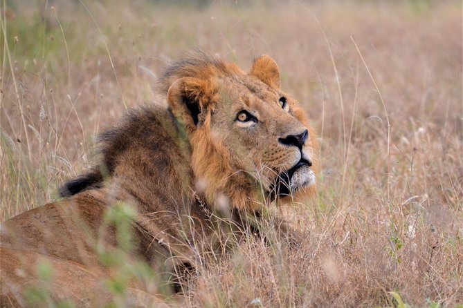 Nairobi National Park - Wildlife spotting in just 4 to 5 hours: how to get the most
