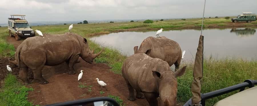 Nairobi National Park 5-hour Guided Game Drive Free Pick up - Nairobi National Park is a safari shortcut with skyline drama