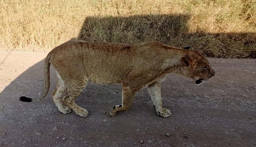Nairobi National Park 5-hour Guided Game Drive Free Pick up - The 5-hour guided game drive: what you can actually expect to spot
