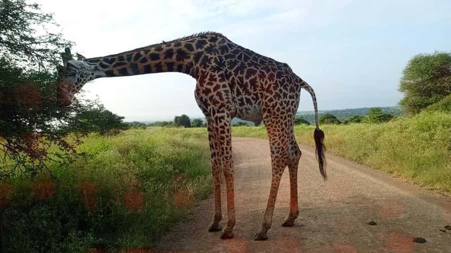 Nairobi National Park 5-hour Guided Game Drive Free Pick up - Why some drives find lions and others do not