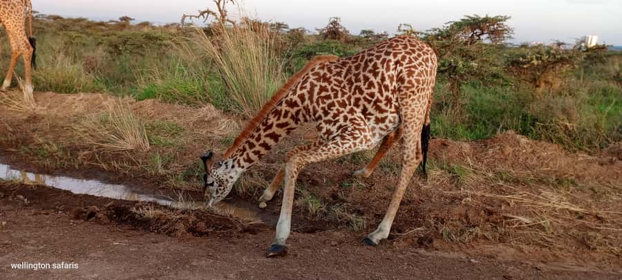 Nairobi National Park 5-hour Guided Game Drive Free Pick up - KOBE TOUGH beads and leather: the shopping break you should plan for