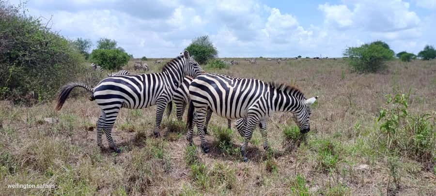 Nairobi National Park 5-hour Guided Game Drive Free Pick up - Included extras that improve the value
