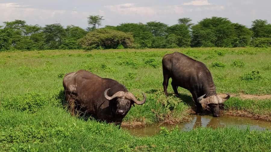 Nairobi National Park 5-hour Guided Game Drive Free Pick up - Getting to the park: pickup, short ride, and what time of day means
