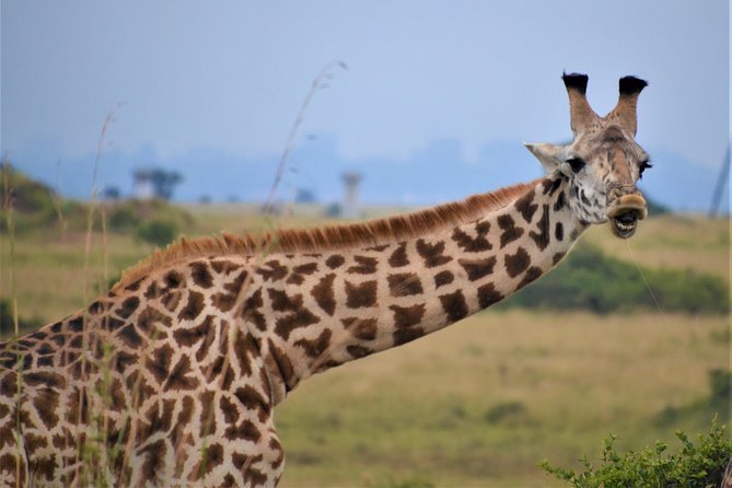 Nairobi National Park - The human side: safari director, professionalism, and photo value