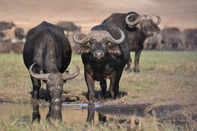 Nairobi National Park 6 am Group-Joining Game Drive - Key highlights before you go