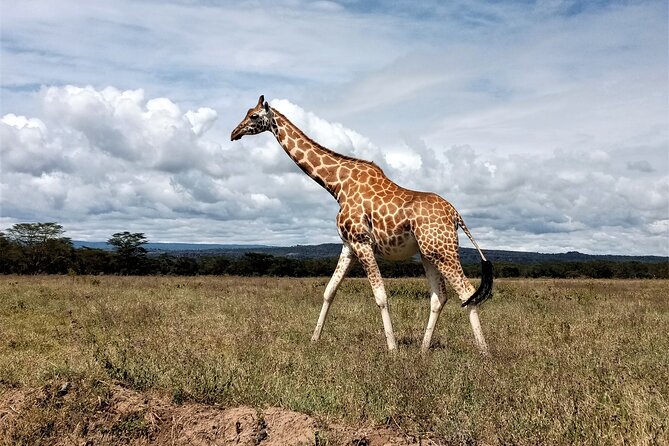 Nairobi National Park 6 am Group-Joining Game Drive - Your schedule on the ground: what that extra city hour feels like