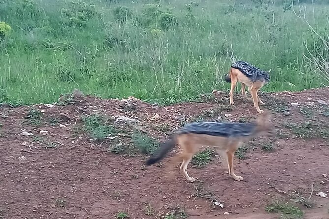 Nairobi National Park 6 am Group-Joining Game Drive - Price and value: what $40 covers, and what it does not