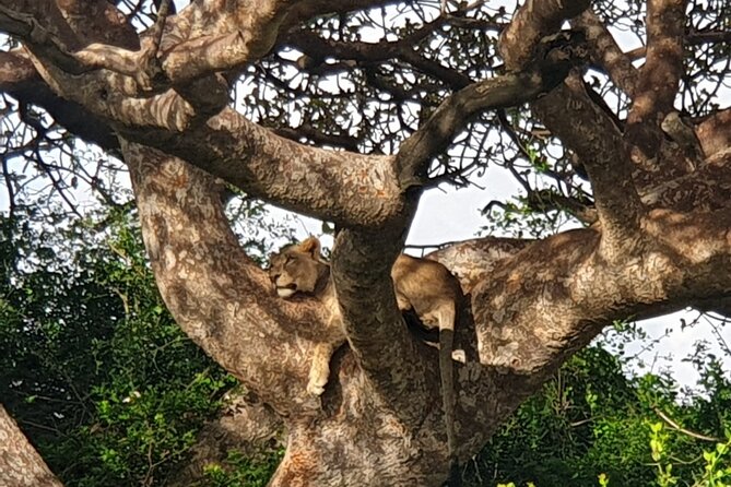 Nairobi National Park 6 am Group-Joining Game Drive - Practical expectations: group size, tickets, and what to carry