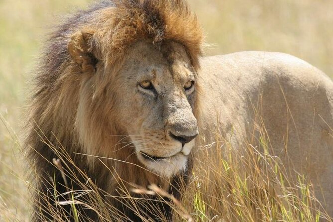 Nairobi National Park 6 am Group Joining Game drive. - Getting from your hotel to the gate without losing safari time