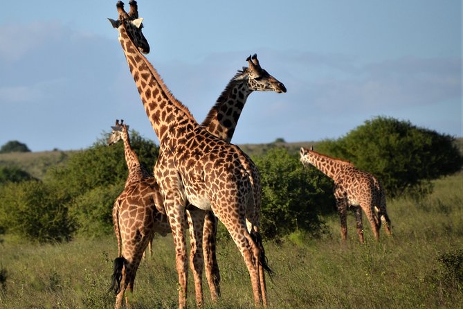 Nairobi National Park - Who should book this Nairobi National Park safari?