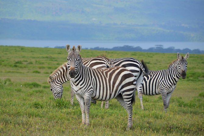 Nairobi National Park - Should you book Nairobi National Park with Africa Safariland Tour?