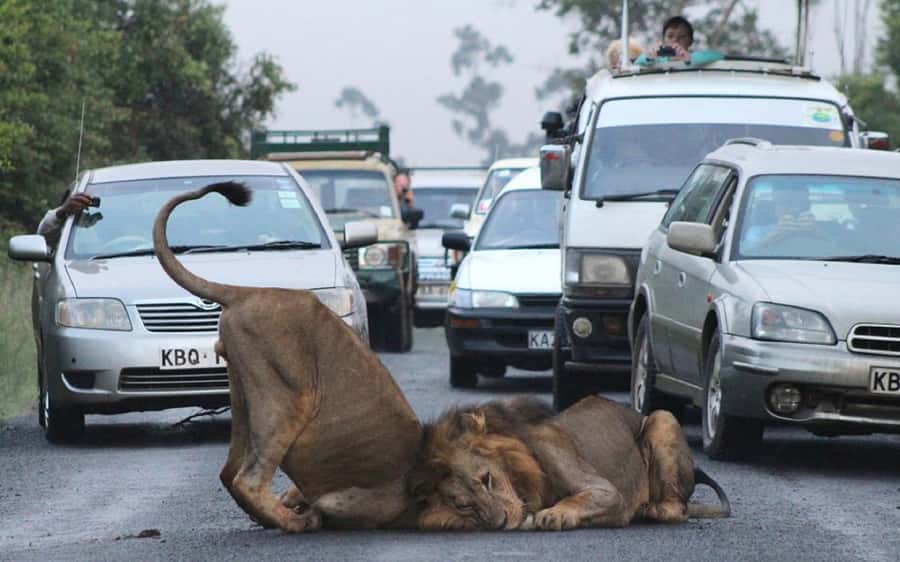 Nairobi National Park -Adventure at City’s Edge Free PickUp - What to Bring (and What to Skip)