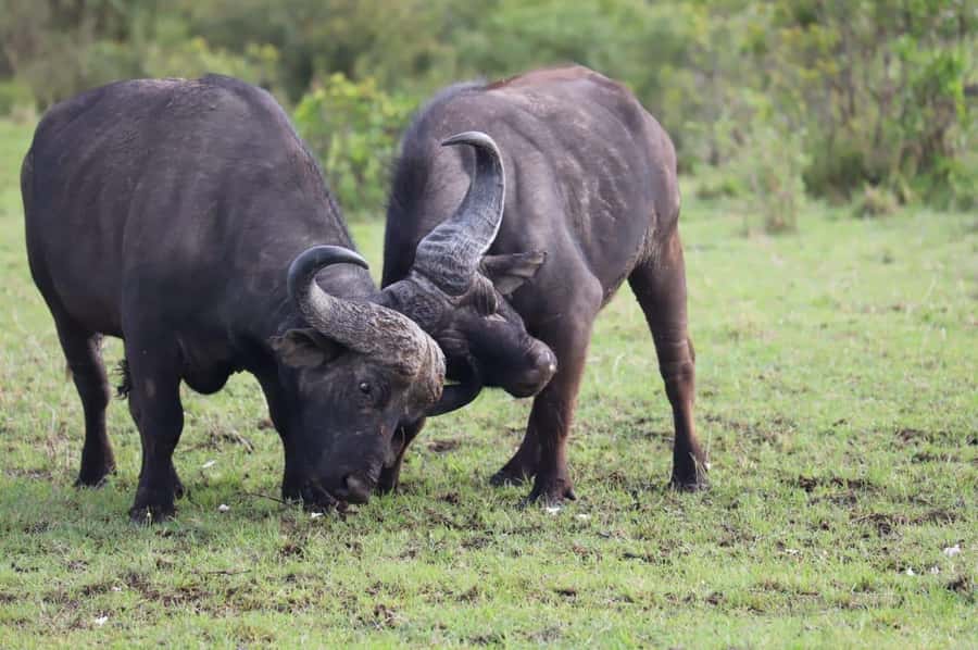 NAIROBI NATIONAL PARK AFTERNOON GAME DRIVE. - Sunset is the main event: why the light changes the wildlife mood