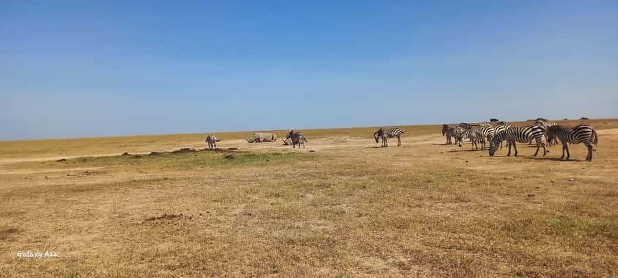 NAIROBI NATIONAL PARK AFTERNOON GAME DRIVE. - Birdwatching extravaganza: more than just big animals