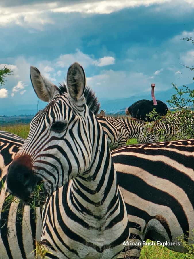NAIROBI NATIONAL PARK AFTERNOON GAME DRIVE. - The practical reality check: photo stops, toilets, and time to shop