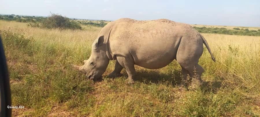 NAIROBI NATIONAL PARK AFTERNOON GAME DRIVE. - Who should book this afternoon drive, and who might want something else