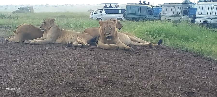 NAIROBI NATIONAL PARK AFTERNOON GAME DRIVE. - A few tips to get better sightings before the light fades
