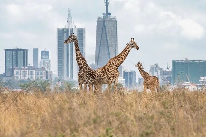 Nairobi National Park and Beads Factory Private Tour - Why Nairobi National Park Feels Like No Other Safari