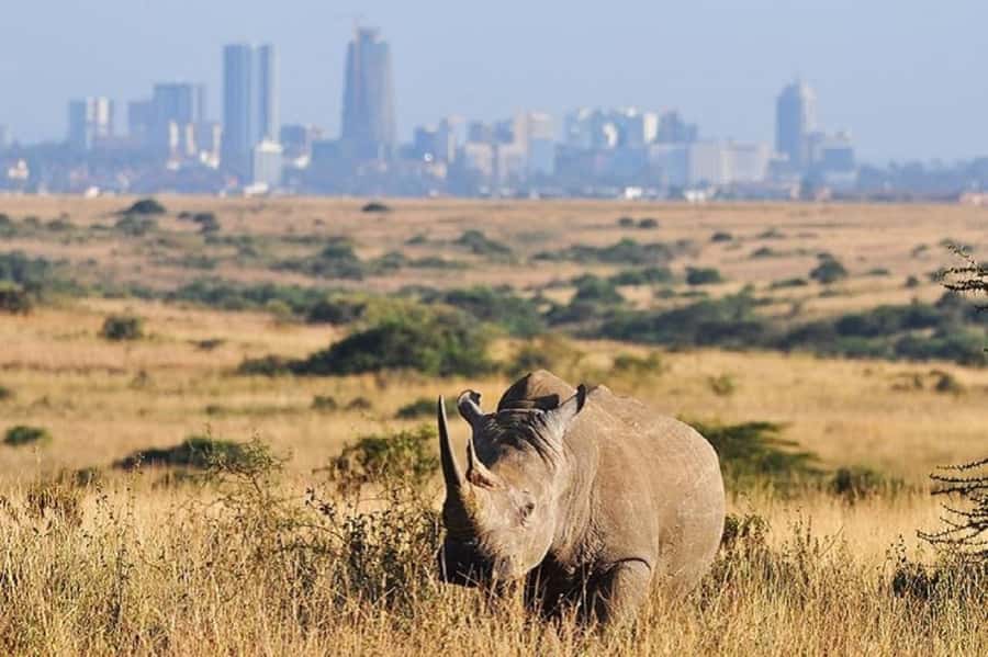Nairobi national park and elephant orphanage - Key highlights worth your time