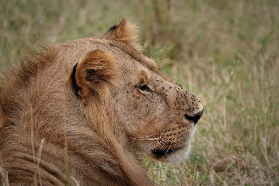 Nairobi national park and elephant orphanage - Wildlife viewing in Nairobi: what you can realistically expect