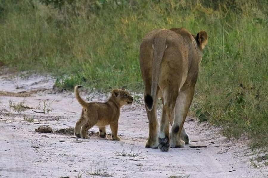Nairobi national park and elephant orphanage - David Sheldrick Wildlife Trust: meeting rescued elephants the right way
