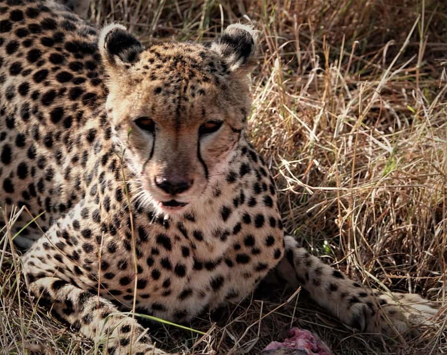 Nairobi national park and elephant orphanage - Beads women factory: a quick culture add-on that actually helps