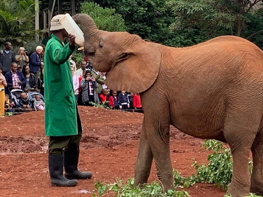 Nairobi national park and elephant orphanage - Logistics that actually affect your day: pickup areas, timing, and what to bring
