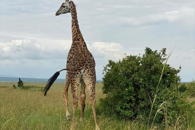 Nairobi national park and Giraffe center - Key highlights at a glance