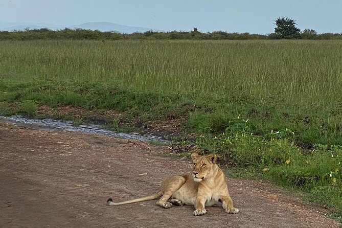 Nairobi national park and Giraffe center - A private Nairobi mini safari with a pop-up roof