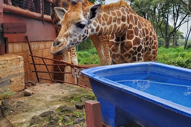 Nairobi national park and Giraffe center - What’s included, and why the details matter