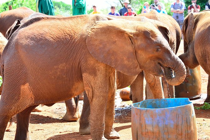 Nairobi national park and Giraffe center - Timing, price, and whether it is good value for a one-day safari