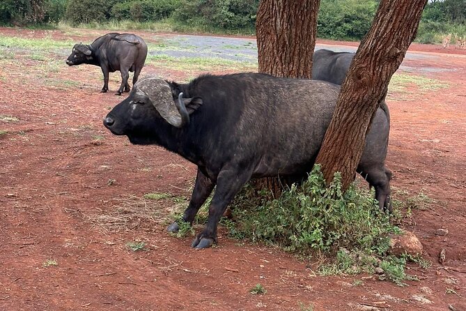 Nairobi National Park and Giraffe Center Daily Tours. - Break the Safari Up: Why the Giraffe Centre Stop Works