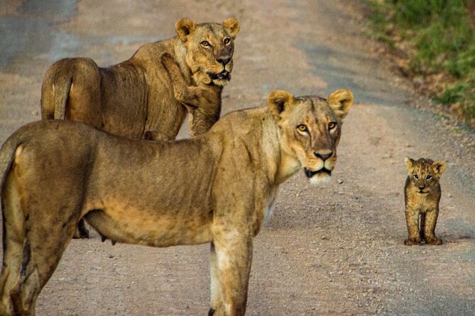 Nairobi National Park and Giraffe Center Daily Tours. - Best Timing and Best Fit for Different Types of Visitors