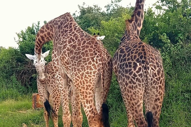 Nairobi National Park and Giraffe Center Daily Tours. - Booking Advice, What to Watch For, and How to Get the Most