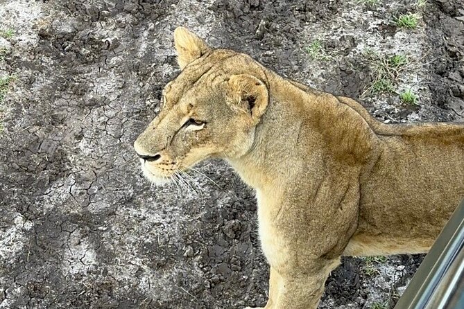 Nairobi National Park and Giraffe Center Daily Tours. - Should You Book Nairobi National Park and Giraffe Centre?