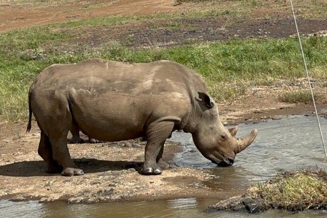Nairobi National Park and Giraffe Center Daily Tours. - Nairobi National Park Game Drive: Lions, Rhinos, Hippos, and Birds
