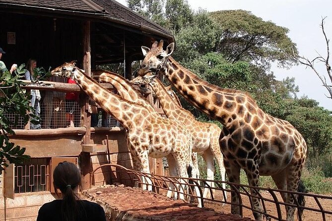 Nairobi National Park and Giraffe Center Day Tour - Price and value: what $175 gets you, and what you still pay for