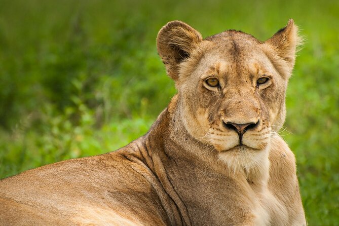 Nairobi National park And Giraffe Center: Free Wi-Fi Connection - Nairobi National Park, where lions and the skyline share the same morning