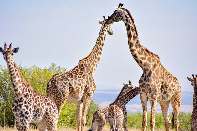 Nairobi National park And Giraffe Center: Free Wi-Fi Connection - Giraffe Centre feeding, Rothschild giraffes up close