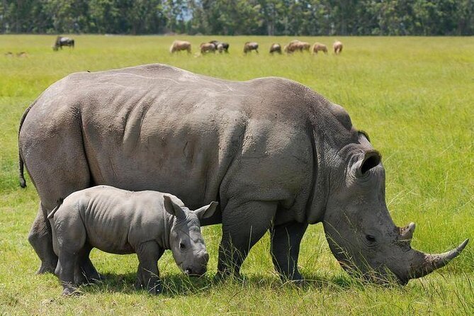 Nairobi National Park and Giraffe Center from Kenya with a Guide - What to Bring for a Half-Day Nairobi Wildlife Day
