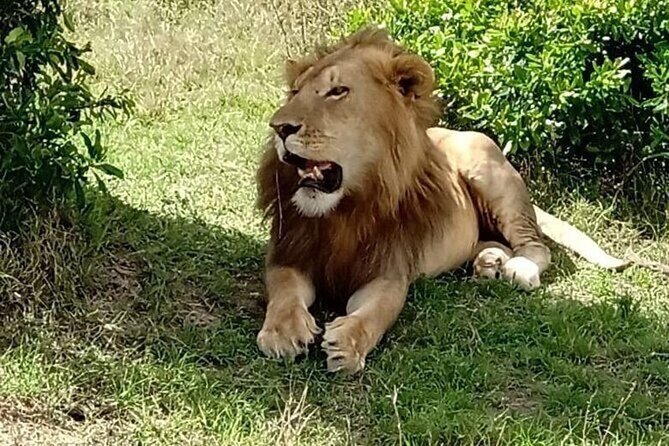 Nairobi National Park and Giraffe Center from Kenya with a Guide - Nairobi National Park: The City’s Wildlife Corner