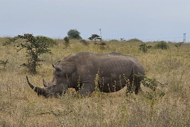 Nairobi national park and Giraffe center - Entering Nairobi National Park and using every minute of the drive