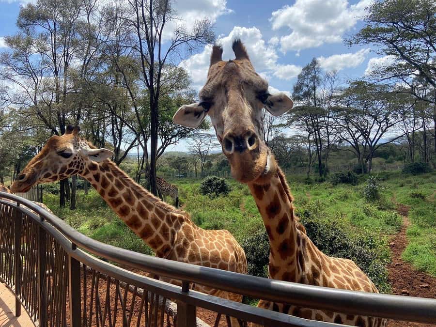 Nairobi National Park, Baby Elephant and Giraffe Centre Tour - Should you book this Nairobi National Park, Sheldrick, and Giraffe Centre tour?